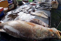 Kalsel Kembangkan Budi Daya Kakap Putih