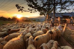 Selundupkan 10 ribu ton kambing, 26 warga China ditangkap