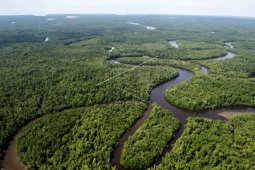 Lima kabupaten di Papua siapkan pengajuan 600.000 hektare hutan adat