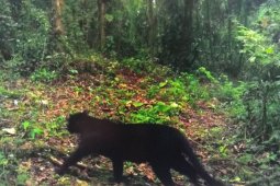 Kamera Trap TNBTS Memotret Macan Tutul Hitam Jawa di Gunung Semeru