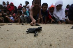 LSM Silva rencanakan konservasi penyu di Simeulue