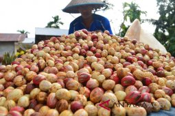 Petani Abdya mulai gairah lagi tanam pala