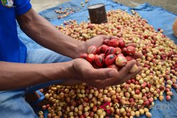 Petani keluhkan harga pala terus merosot