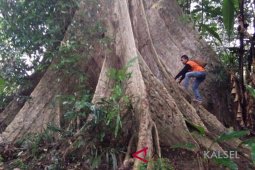 Balitbanghut Teliti Pohon Lahung Untuk Pelestarian