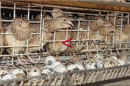 Pengungsi Sinabung olah kotoran puyuh jadi pupuk