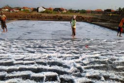 Musim Hujan, Stok Garam di Probolinggo Aman