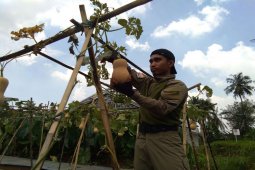 Mahasiswa STPP Bogor kembangkan budidaya Butternut Squash