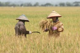 Upah harian tani nasional