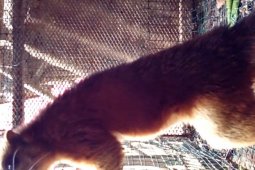 Balangan's Giant Squirrel Begins to Disappear