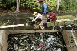 Produksi Budidaya Ikan Mengalami Penurunan