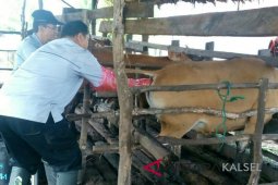 Distan Kesulitan Kembangbiakan Kerbau Rawa