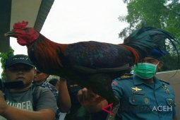 Ayam jago selundupan dari Thailand digagalkan