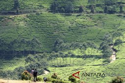 Pengunjung wisata Puncak-Cipanas merosot
