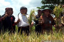 Kelompok Tani Margi Rahayu Jember Panen Padi Varietas Unggul (Video)