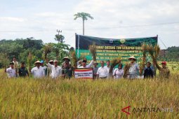 BKP pastikan harga gabah di Lombok tinggi