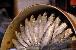 DPRD Berharap Ikan Kaleng Mengandung Cacing Tidak Beredar di Gorut