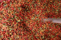 Kenaikan harga cabai rawit dorong inflasi Madiun pada Januari
