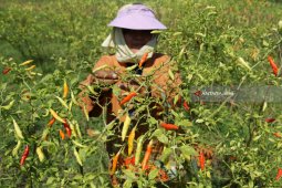 Harga Cabai di Madiun Turun Akibat Stok Melimpah