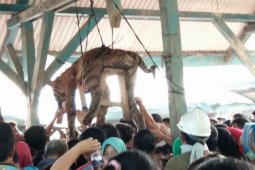 Seekor harimau di tembak