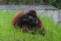 Pemberi rokok ke orang utan dituntut minta maaf