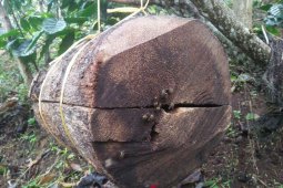 Desa Sitaratoit kembangkan lebah madu