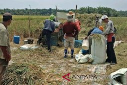 Realisasi panen padi petani Langkat 33,29 persen