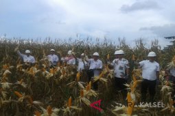 Petani Jagung Harapkan Bantuan Traktor