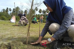 Mifa tanam 300 pohon di Aceh Barat