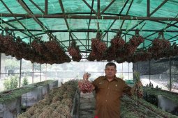 Sumut kembangkan bibit bawang merah dorong produksi