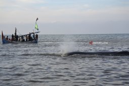 Paus Terdampar di Situbondo Jadi Wisata Dadakan (Video)