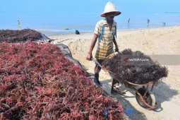 Produksi Rumput Laut Menurun