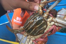 Kepiting nibung Kubu Raya hasilkan miliaran rupiah