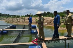 PT Timah bantu budi daya lele keramba