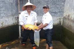 Lipi  tinjau  BBI Samosir