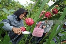 Wisata Kampung Buah Naga