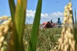 Panen Padi Madiun