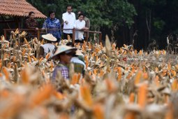 Panen Raya Jagung