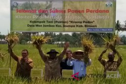 PLN Babel bersama warga Namang panen padi