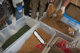 Customs reveal illicit "gorilla" tobacco factory