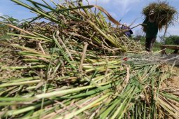 Petani Jual gabah Basah