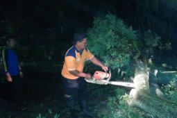 Hujan Disertai Angin Kencang Akibatkan Pohon Tumbang di Magetan