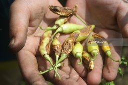 BPS sebut cabai rawit dorong inflasi Juli 2021