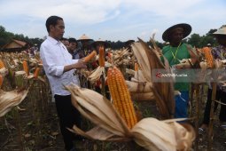 Video - Jokowi Panen Jagung di Tuban
