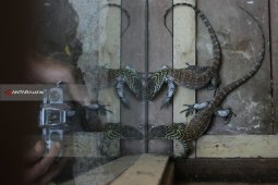 Populasi Komodo KBS Bertambah