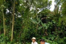 Jelang Panen Raya, Harga Gabah di jember di Atas HET