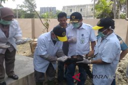 Bea Cukai Aceh musnahkan puluhan ayam selundupan