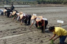 Program tanam serentak Pematangsiantar