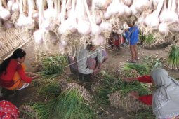Bibit bawang putih diduga beredar di Sumut