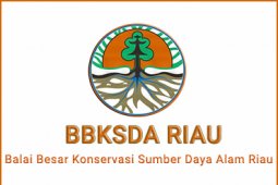 BKSDA Riau tembak bius harimau Bonita