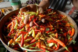 Harga cabai rawit di Ambon turun